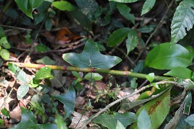 Oreopanax sanderianus, photographed by Neptalí Ramírez Marcial