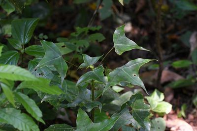 Oreopanax sanderianus, photographed by Neptalí Ramírez Marcial