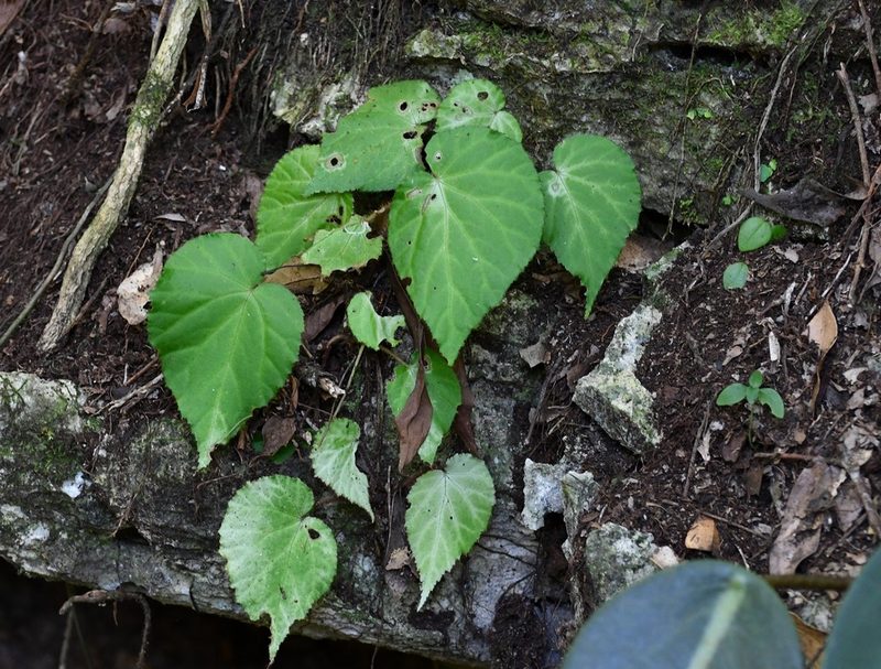 Begonia faustinoi, photographed by Neptalí Ramírez Marcial
