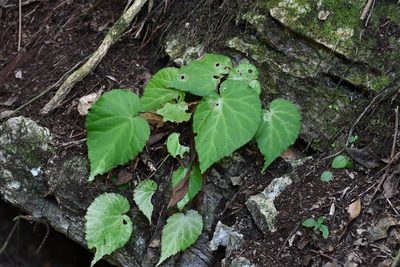 Begonia faustinoi, photographed by Neptalí Ramírez Marcial