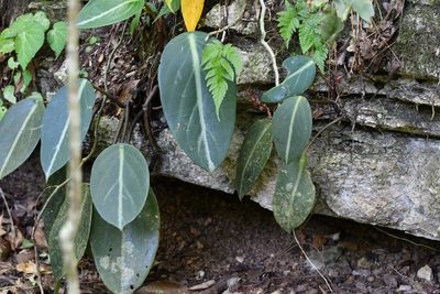 Peperomia maculosa, photographed by Neptalí Ramírez Marcial