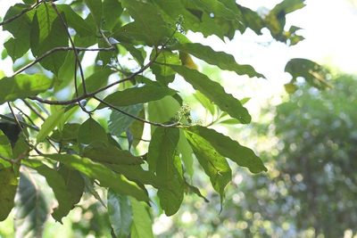Oecopetalum mexicanum, photographed by Neptalí Ramírez Marcial