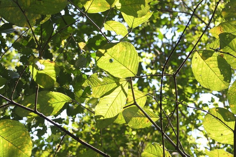 Bunchosia macrophylla, photographed by Neptalí Ramírez Marcial