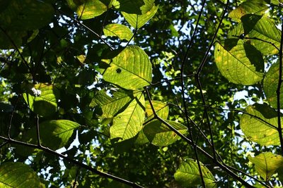 Bunchosia macrophylla, photographed by Neptalí Ramírez Marcial