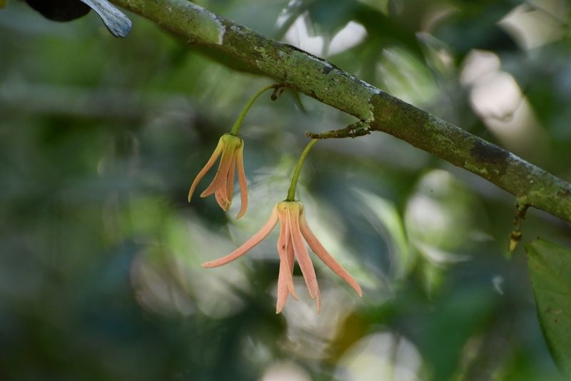 Desmopsis migueliana, photographed by Neptalí Ramírez Marcial
