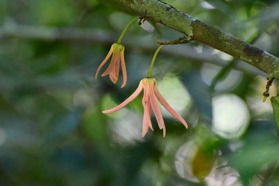 Desmopsis migueliana, photographed by Neptalí Ramírez Marcial