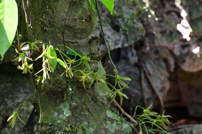 Desmopsis migueliana, photographed by Neptalí Ramírez Marcial