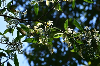 Tabernaemontana amygdalifolia, photographed by Neptalí Ramírez Marcial