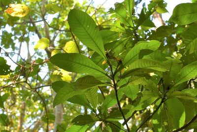Justicia borrerae, photographed by Neptalí Ramírez Marcial
