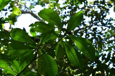 Justicia borrerae, photographed by Neptalí Ramírez Marcial