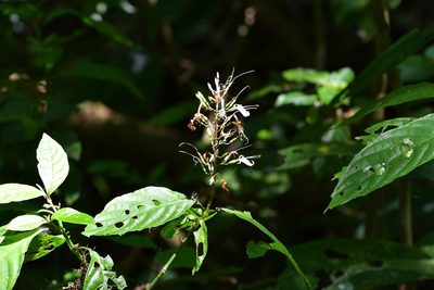 Stenostephanus silvaticus, photographed by Neptalí Ramírez Marcial