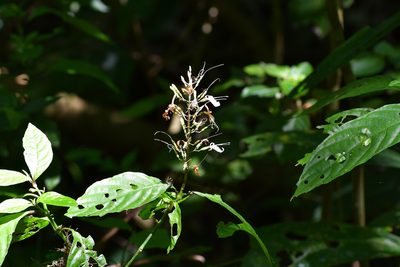 Stenostephanus silvaticus, photographed by Neptalí Ramírez Marcial