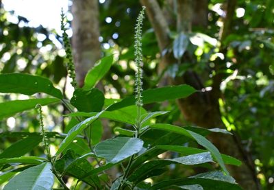 Acalypha skutchii, photographed by Neptalí Ramírez Marcial