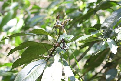 Justicia borrerae, photographed by Neptalí Ramírez Marcial