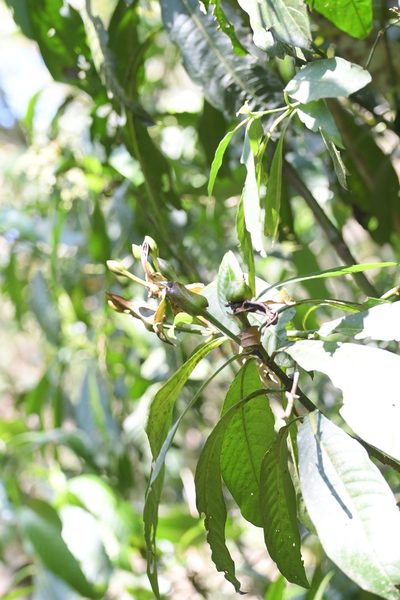 Justicia borrerae, photographed by Neptalí Ramírez Marcial