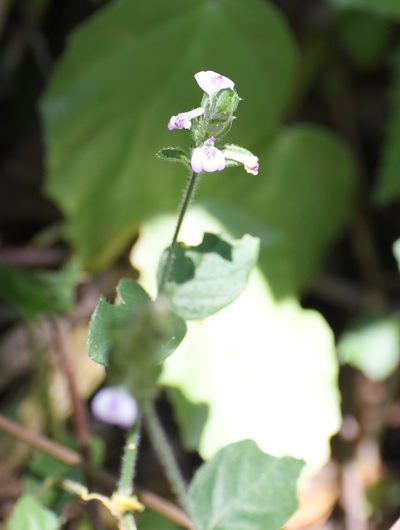 Dianthera candelariae, photographed by Neptalí Ramírez Marcial