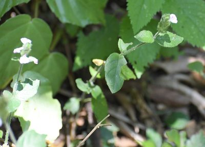 Dianthera candelariae, photographed by Neptalí Ramírez Marcial
