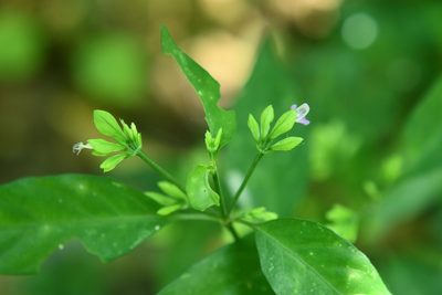 Dicliptera membranacea, photographed by Neptalí Ramírez Marcial