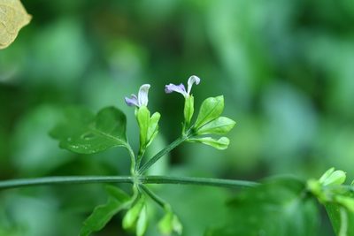 Dicliptera membranacea, photographed by Neptalí Ramírez Marcial