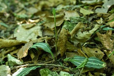 Sarcoglottis sceptrodes, photographed by Neptalí Ramírez Marcial