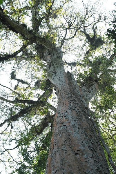 Quercus lancifolia, photographed by Neptalí Ramírez Marcial