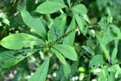 Acalypha skutchii, photographed by Neptalí Ramírez Marcial