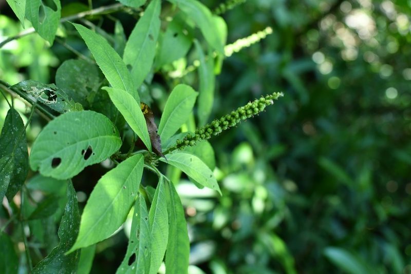 Acalypha skutchii, photographed by Neptalí Ramírez Marcial