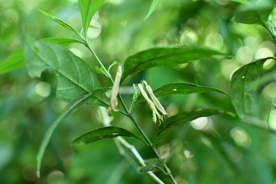 Justicia eburnea, photographed by Neptalí Ramírez Marcial