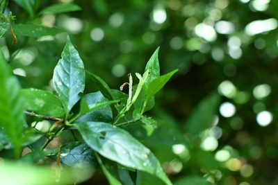 Justicia eburnea, photographed by Neptalí Ramírez Marcial