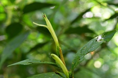 Justicia eburnea, photographed by Neptalí Ramírez Marcial