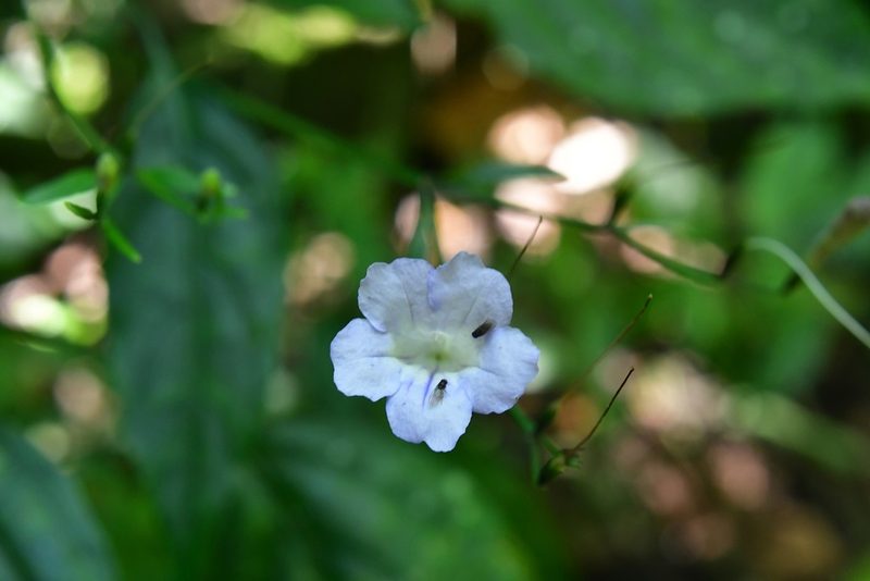 Ruellia stemonacanthoides, photographed by Neptalí Ramírez Marcial