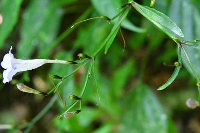 Ruellia stemonacanthoides, photographed by Neptalí Ramírez Marcial