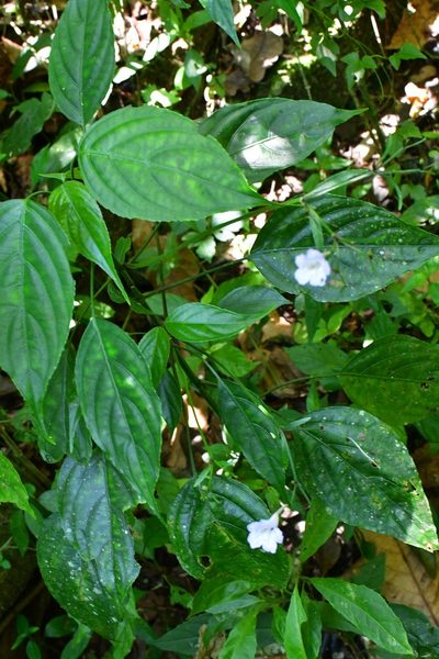 Ruellia stemonacanthoides, photographed by Neptalí Ramírez Marcial