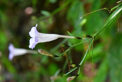 Ruellia stemonacanthoides, photographed by Neptalí Ramírez Marcial