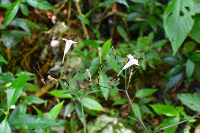 Ruellia stemonacanthoides, photographed by Neptalí Ramírez Marcial