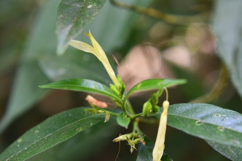 Justicia eburnea, photographed by Neptalí Ramírez Marcial