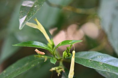 Justicia eburnea, photographed by Neptalí Ramírez Marcial