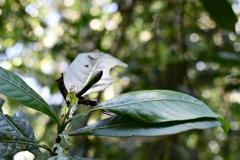 Justicia borrerae, photographed by Neptalí Ramírez Marcial