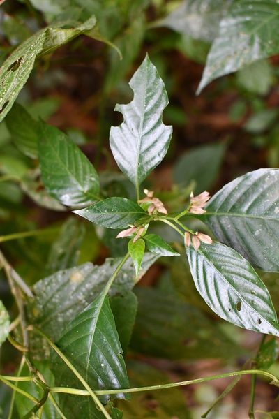 Lepidagathis chiapensis, photographed by Neptalí Ramírez Marcial