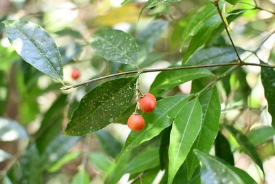 Bunchosia biocellata, photographed by Neptalí Ramírez Marcial