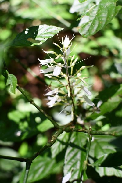Stenostephanus silvaticus, photographed by Neptalí Ramírez Marcial