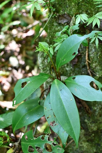 Peperomia parastriata, photographed by Neptalí Ramírez Marcial