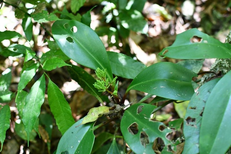 Peperomia parastriata, photographed by Neptalí Ramírez Marcial