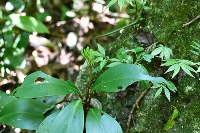 Peperomia parastriata, photographed by Neptalí Ramírez Marcial