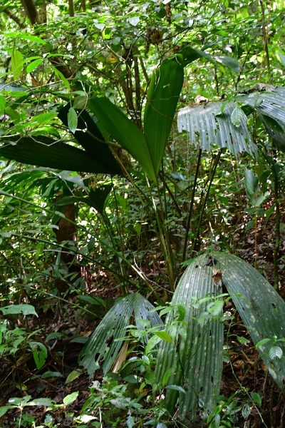 Asplundia liebmannii, photographed by Neptalí Ramírez Marcial