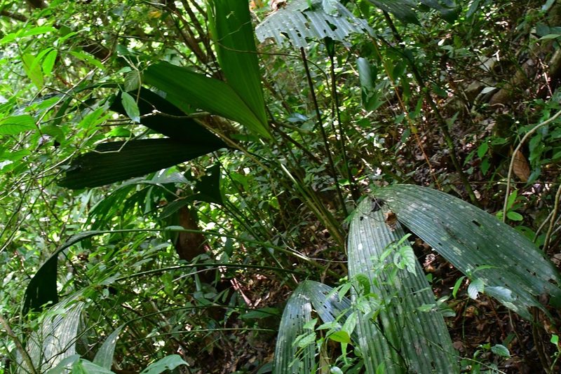 Asplundia liebmannii, photographed by Neptalí Ramírez Marcial