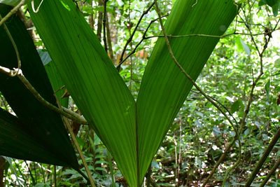 Asplundia liebmannii, photographed by Neptalí Ramírez Marcial