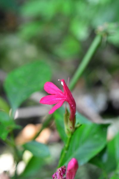 Lepidagathis chiapensis, photographed by Neptalí Ramírez Marcial