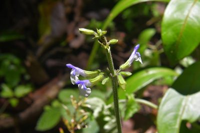 Salvia flaccida, photographed by Neptalí Ramírez Marcial