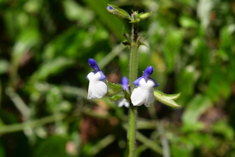 Salvia flaccida, photographed by Neptalí Ramírez Marcial